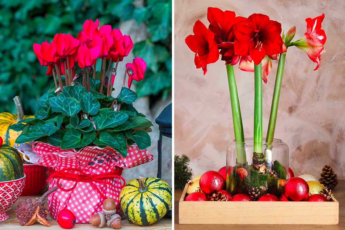 Piante rosse per le feste: 5 alternative luminose alla classica Stella di Natale