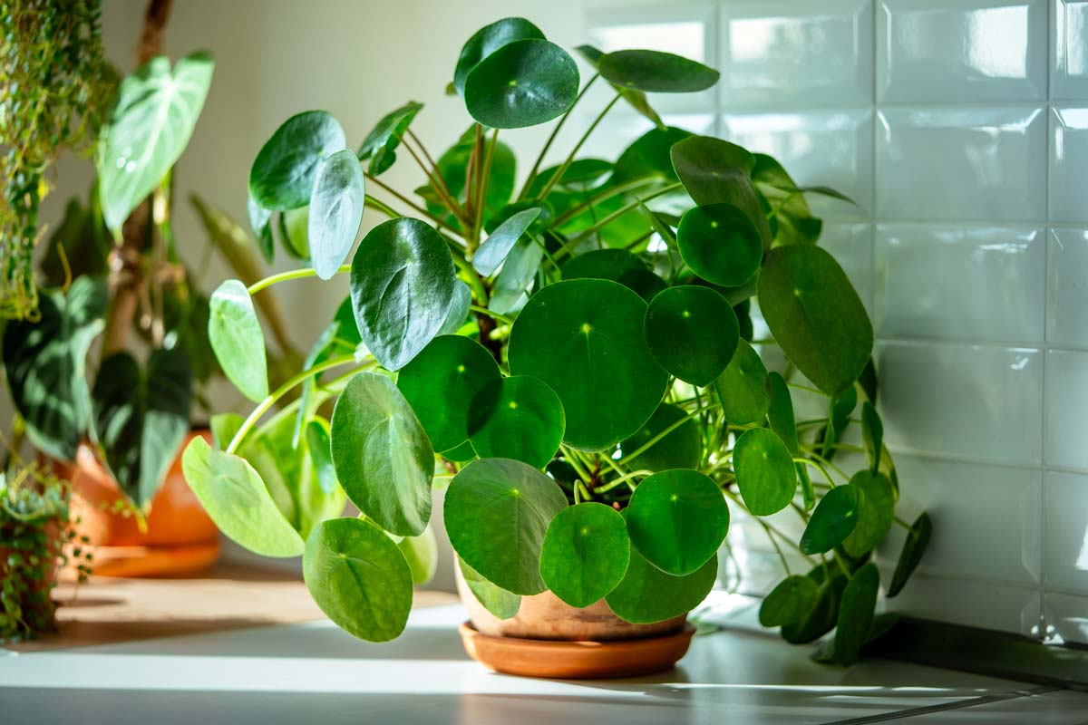 Esposizione della Pilea peperomioides