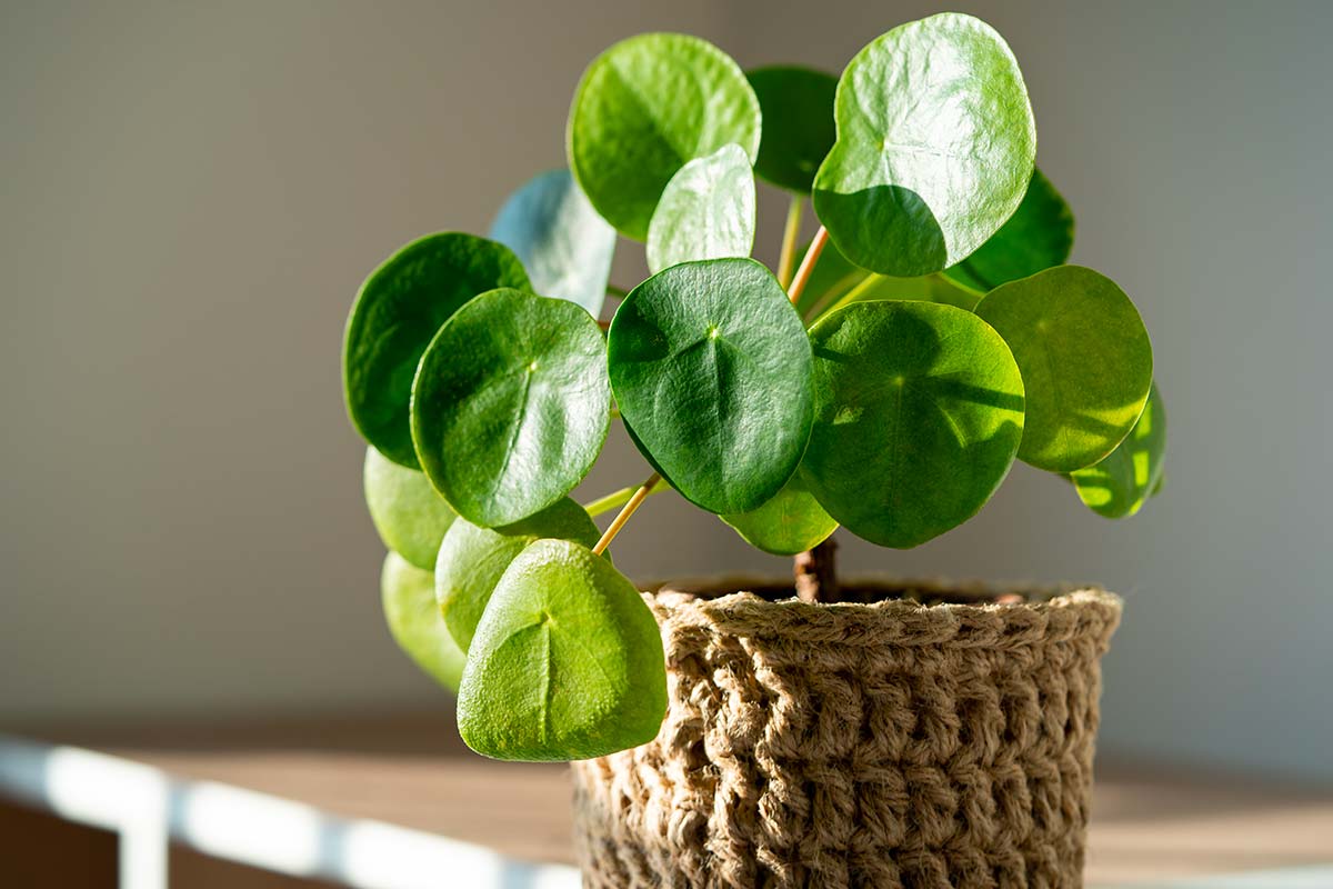 Pilea peperomioides: guida completa alla cura, propagazione e coltivazione della pianta dei soldi