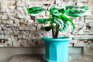 Come prevenire macchie marroni sulle foglie della Calathea nei mesi freddi