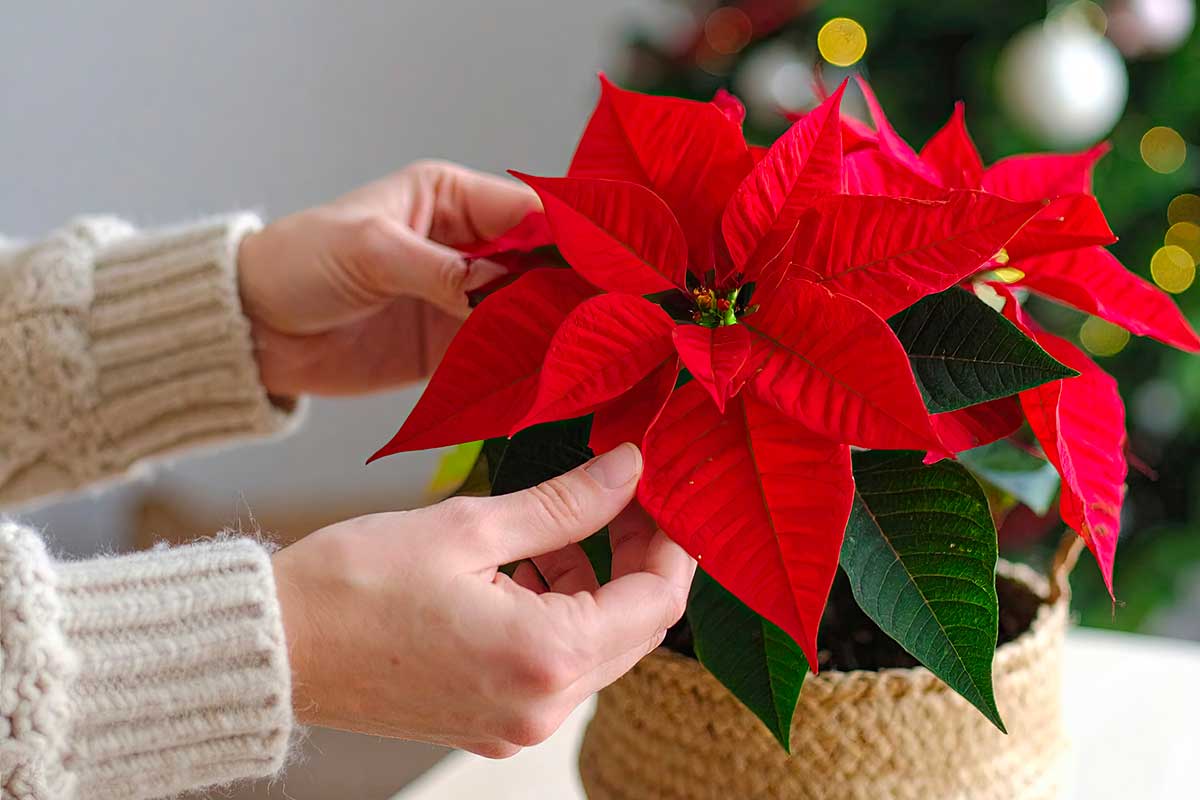 stella di Natale, o poinsettia in vaso