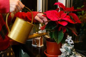 Quanto bagnare la stella di Natale a dicembre per non farla marcire in casa