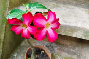 Rosa del Deserto in inverno: le 7 regole per farla resistere al freddo senza stress