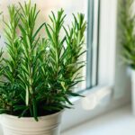 Rosmarino sul davanzale: come tenerlo rigoglioso nei mesi più freddi