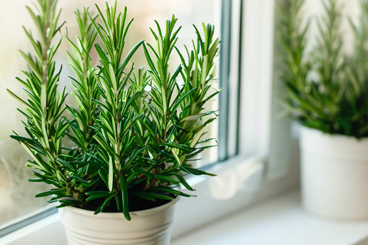 Rosmarino sul davanzale: come tenerlo rigoglioso nei mesi più freddi