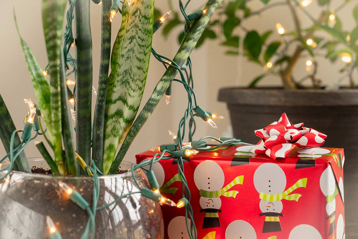 Hai ricevuto una Sansevieria? I 3 gesti semplici per farla durare anni