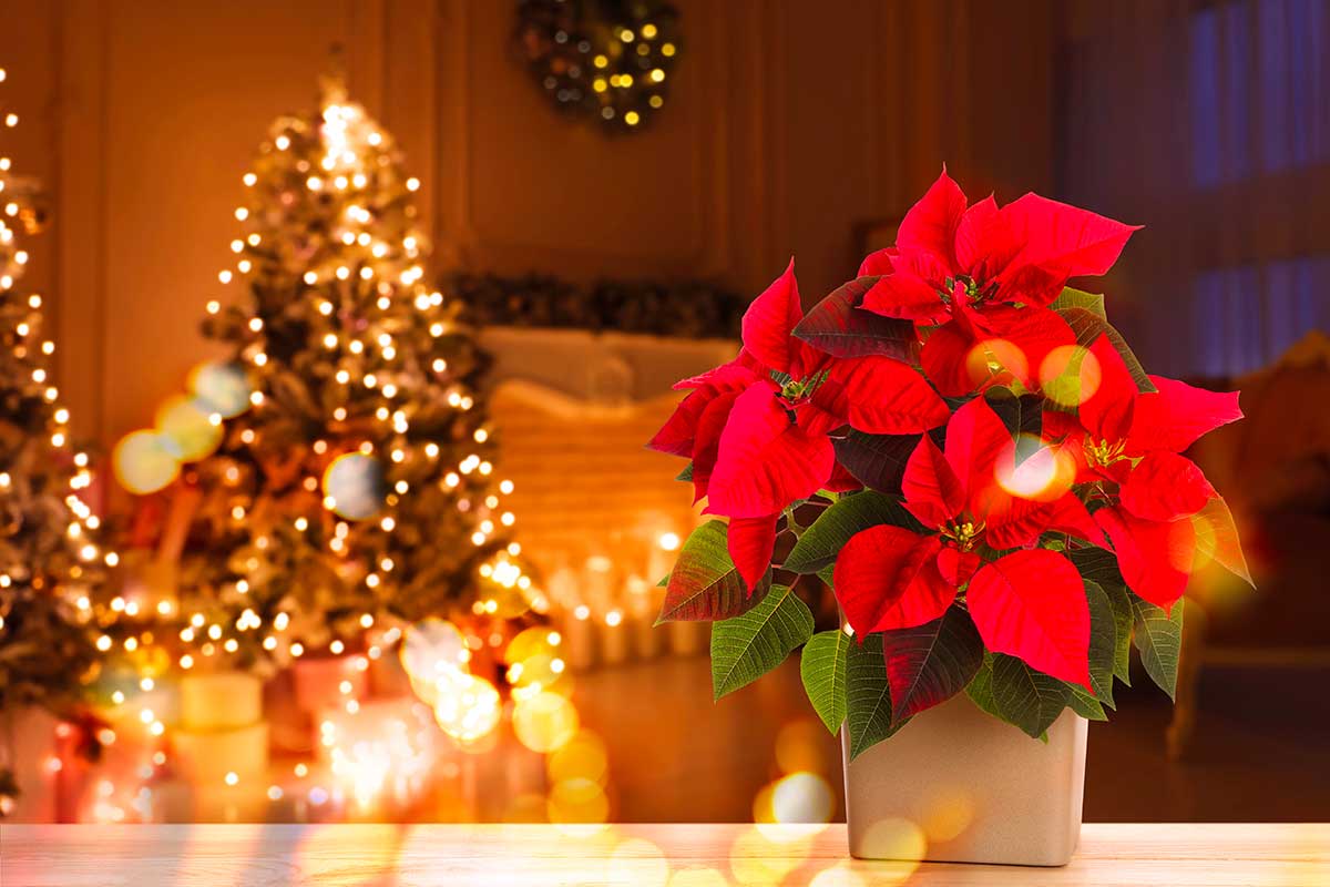 Stella di Natale in casa sul tavolo in vaso