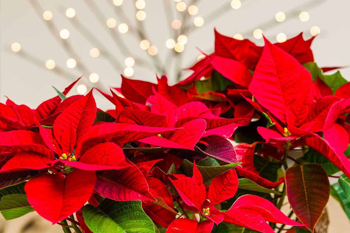 Stella di Natale: come curarla in inverno per farla durare fino a dopo le feste