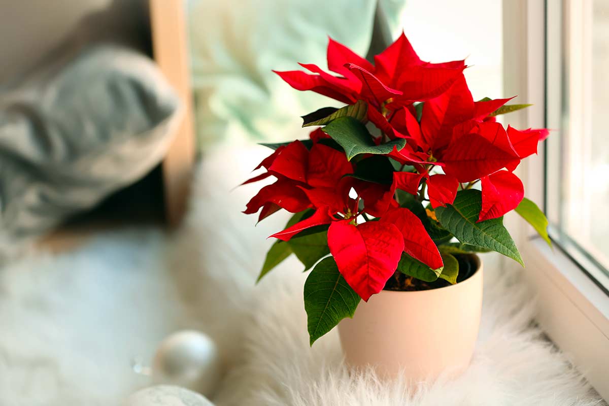 Stella di Natale: cosa fare tra gennaio e febbraio per non perderla dopo le feste