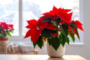 La stella di Natale può stare al sole? Cosa sapere assolutamente prima di metterla alla finestra