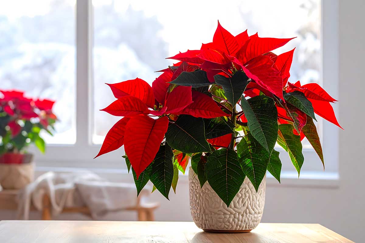 La stella di Natale può stare al sole? Cosa sapere assolutamente prima di metterla alla finestra