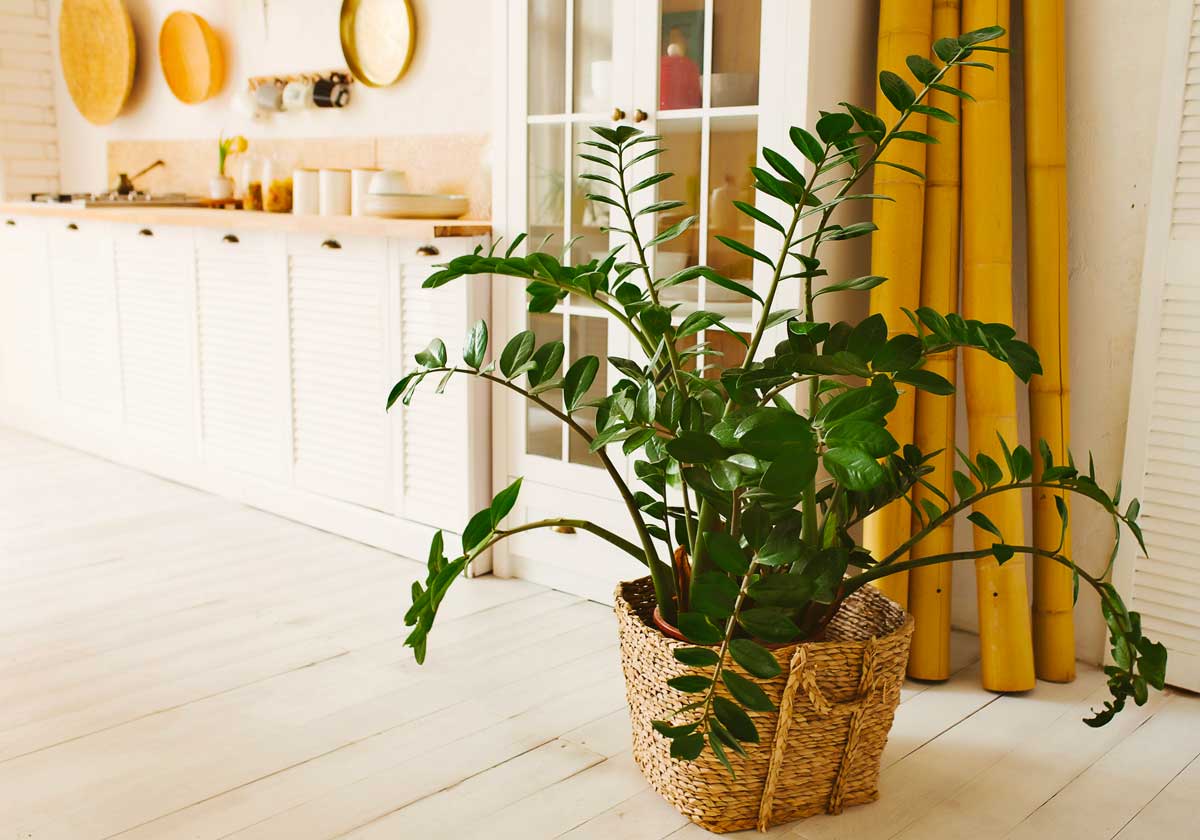 Zamioculcas in vaso dentro casa