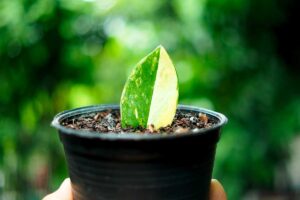 Talea di foglia di Zamioculcas