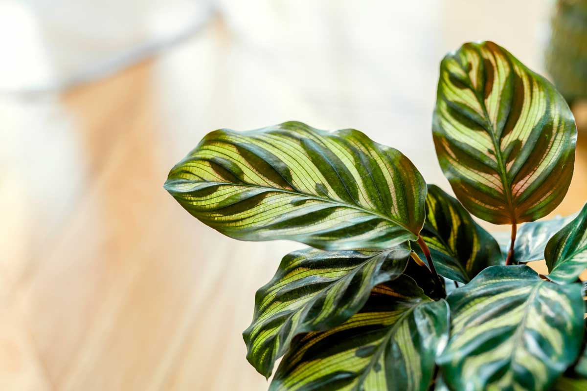 Calathea Makoyana
