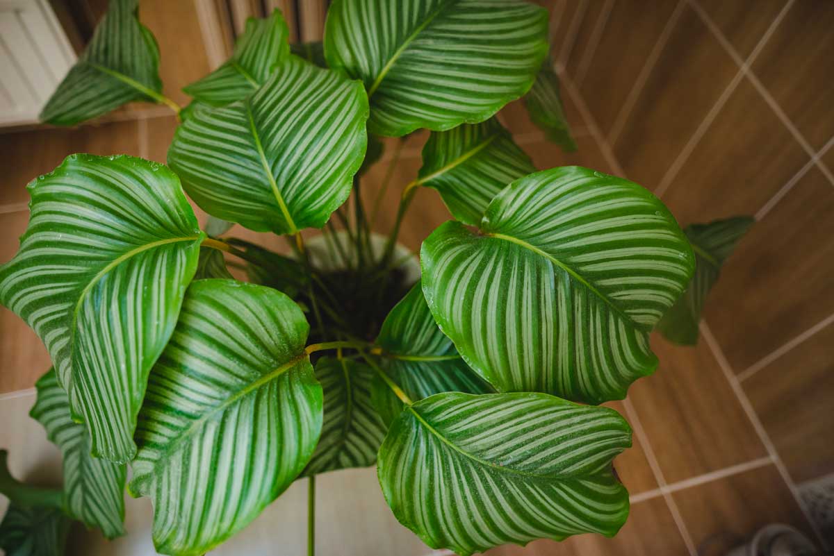 Calathea Orbifolia