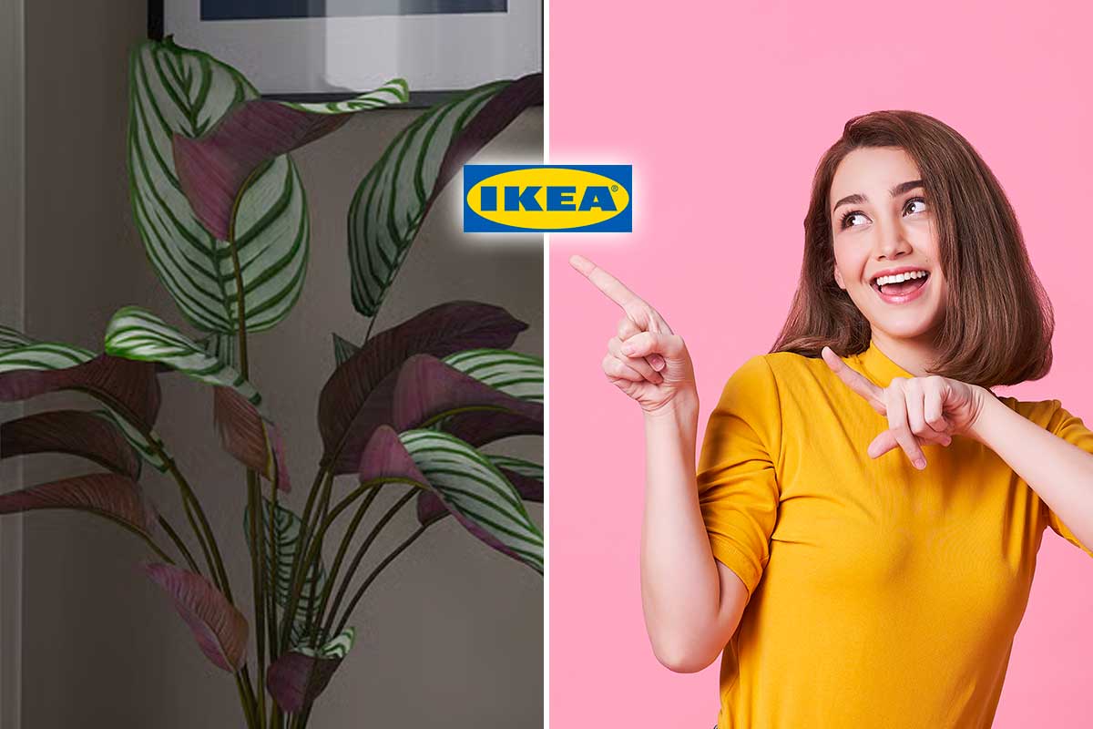 Il vaso IKEA che valorizza la tua Calathea e rende l’angolo di casa subito più elegante