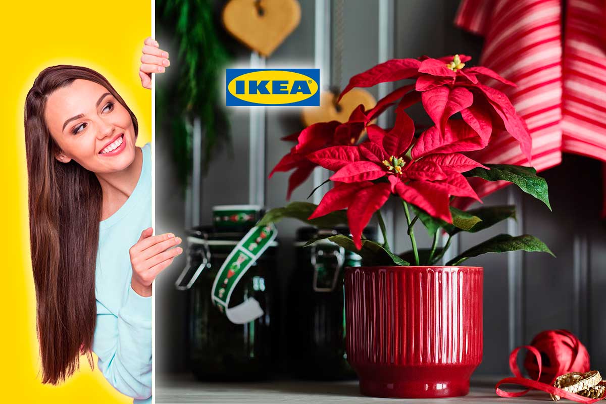 La tua stella di Natale sarà ancora più bella con questo vaso IKEA dal prezzo sorprendente