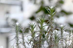 Come salvare le aromatiche dal gelo di febbraio