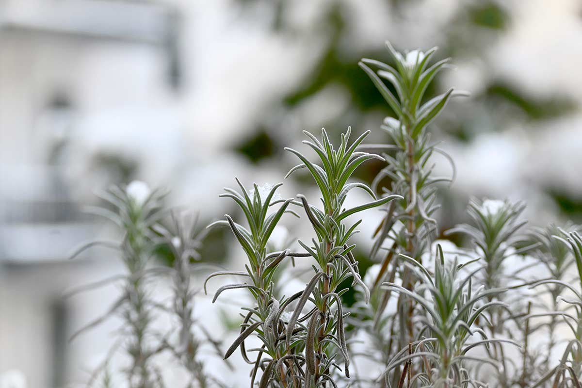 Come salvare le aromatiche dal gelo di febbraio