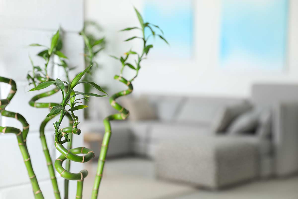 Bambù della fortuna in vaso.