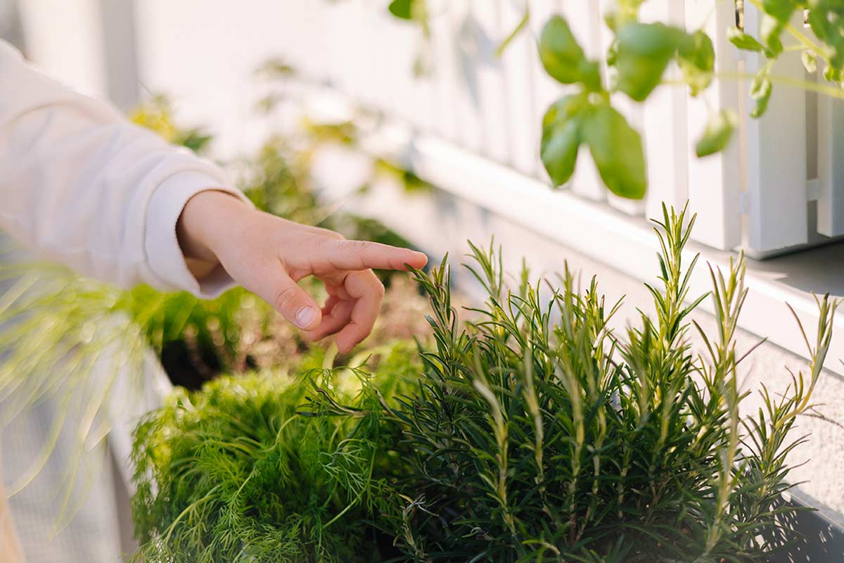 Mano che controlla la salute delle punte di un cespuglio di rosmarino su un balcone, in primo piano, con altre aromatiche verdi sullo sfondo.
