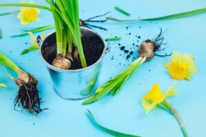 Bulbi piantati in vaso