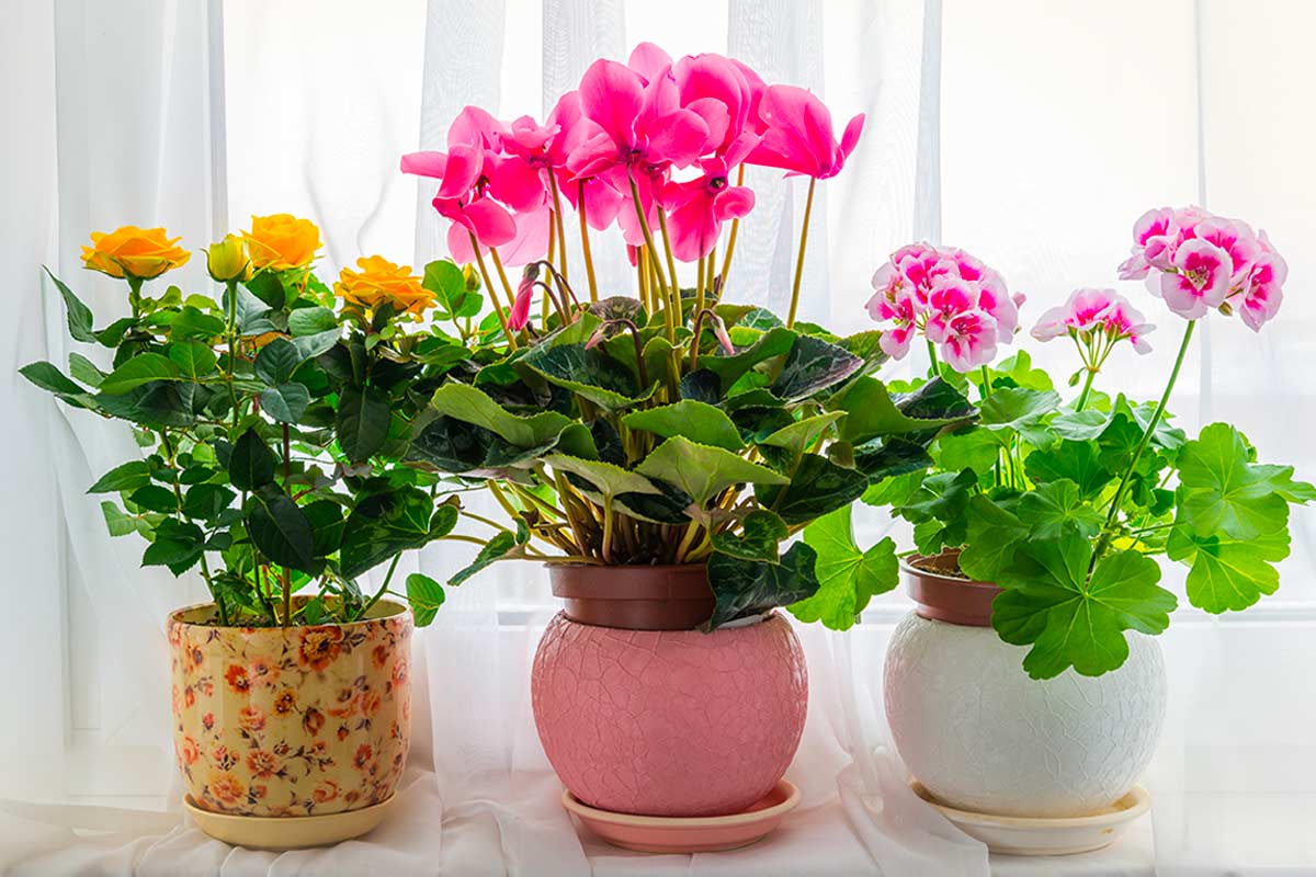 Ciclamino rosa in vaso con sottovaso, su davanzale luminoso | Foto © olgavolodina - Stock adobe