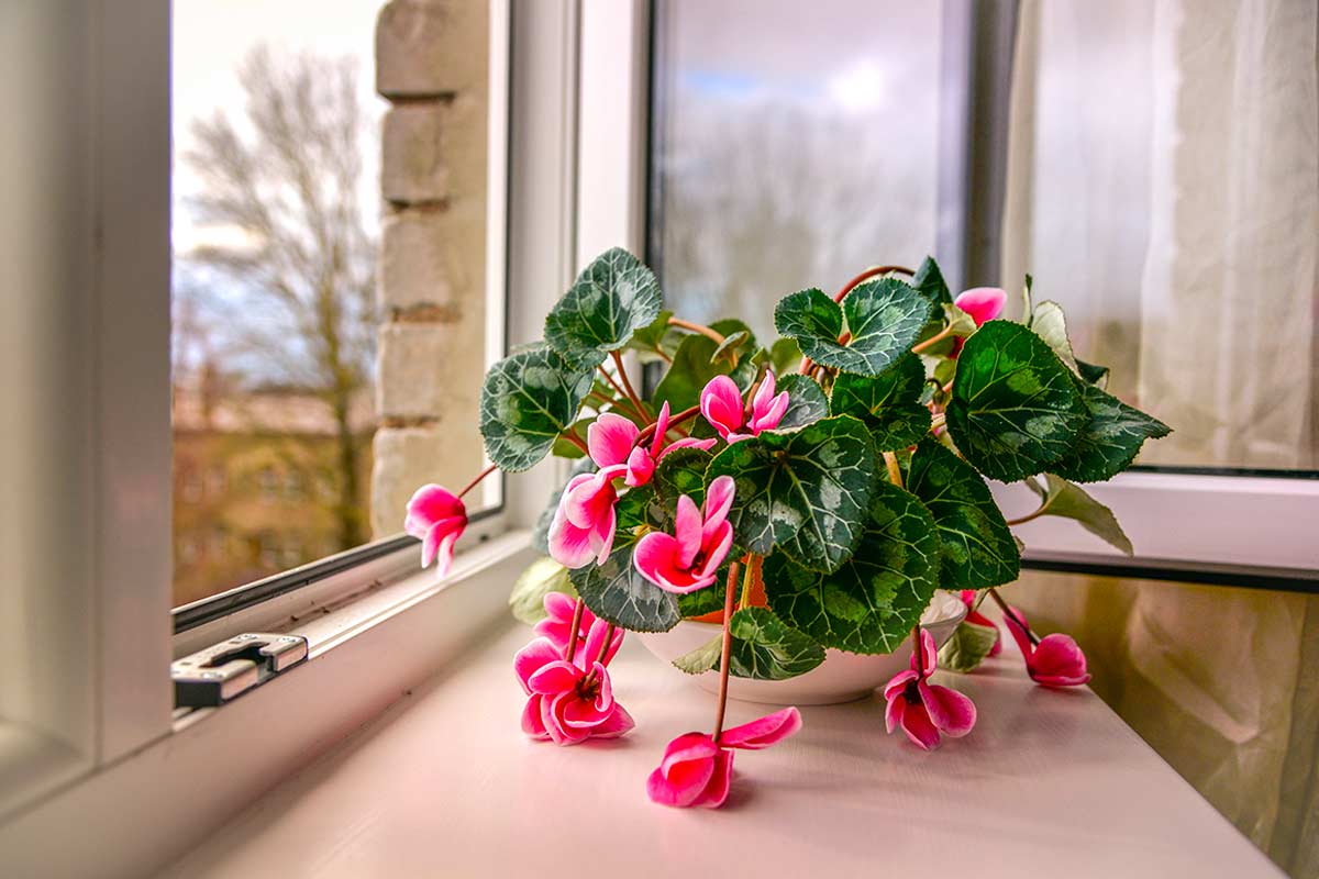 ciclamino afflosciato sul davanzale