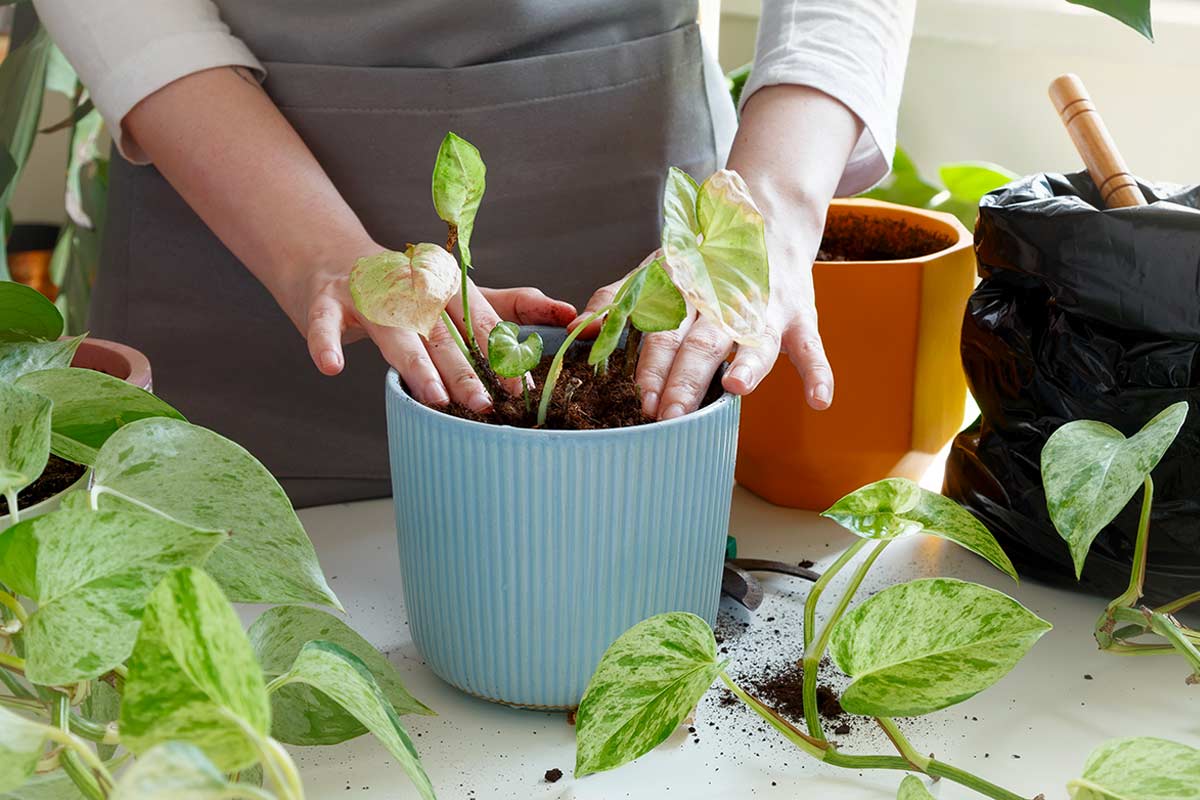 Radicazione in terra del pothos