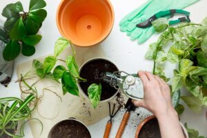 donna crea nuove piantine di pothos dai rametti