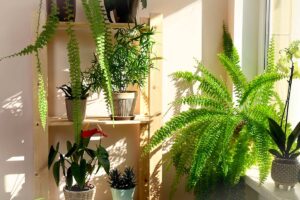 Angolo luminoso di soggiorno con felce di Boston e altre piante d’appartamento, mensola in legno chiaro e luce naturale da finestra. Effetto giungla urbana in ambiente domestico.