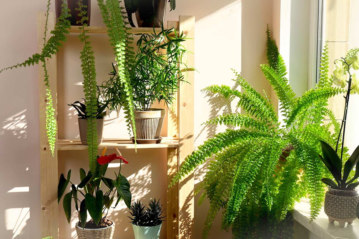 Angolo luminoso di soggiorno con felce di Boston e altre piante d’appartamento, mensola in legno chiaro e luce naturale da finestra. Effetto giungla urbana in ambiente domestico.