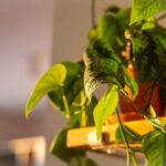 Dove tenere il pothos in casa: le stanze con poca umidità che lo fanno soffrire
