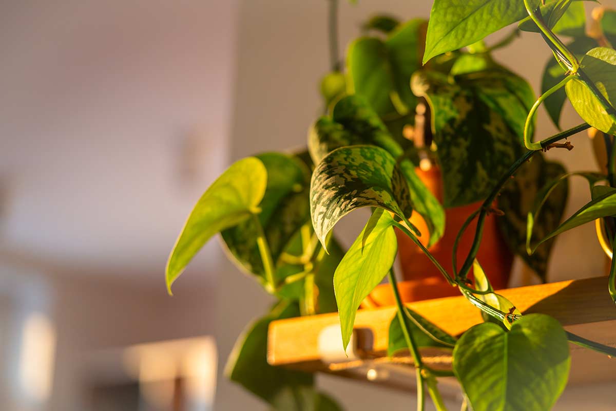 Dove tenere il pothos in casa: le stanze con poca umidità che lo fanno soffrire