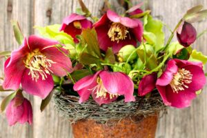 Composizione di Elleboro rosa in vaso rustico, fiori invernali Rosa di Natale