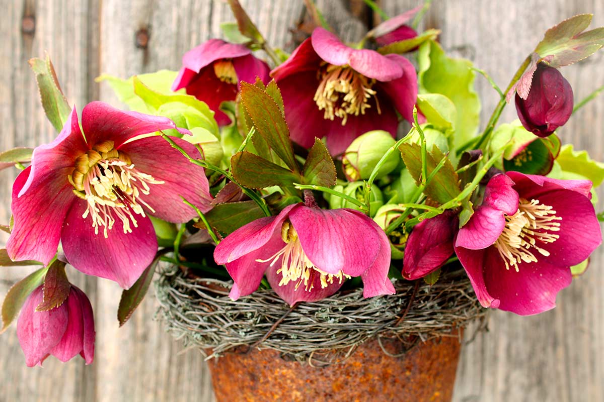 Composizione di Elleboro rosa in vaso rustico, fiori invernali Rosa di Natale
