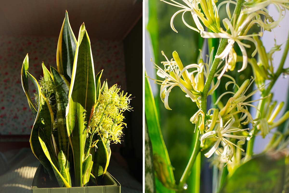 Piante di Sansevieria con fiori