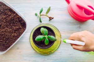 Piantina di giada innaffiata partendo da una foglia.