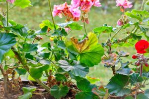 Gerani danneggiati sul balcone a gennaio