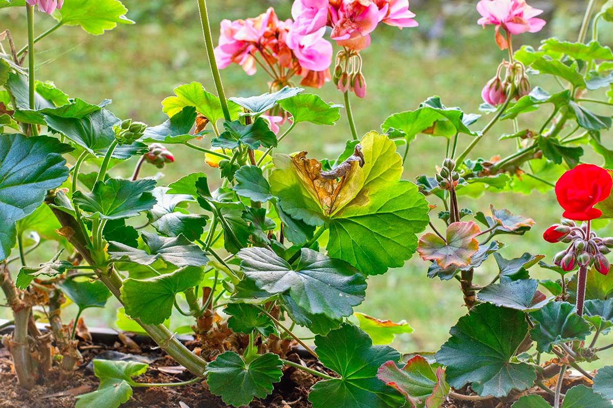 Gerani danneggiati sul balcone a gennaio