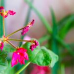 Geranio con fiori secchi e foglie verdi dopo il gelo invernale.