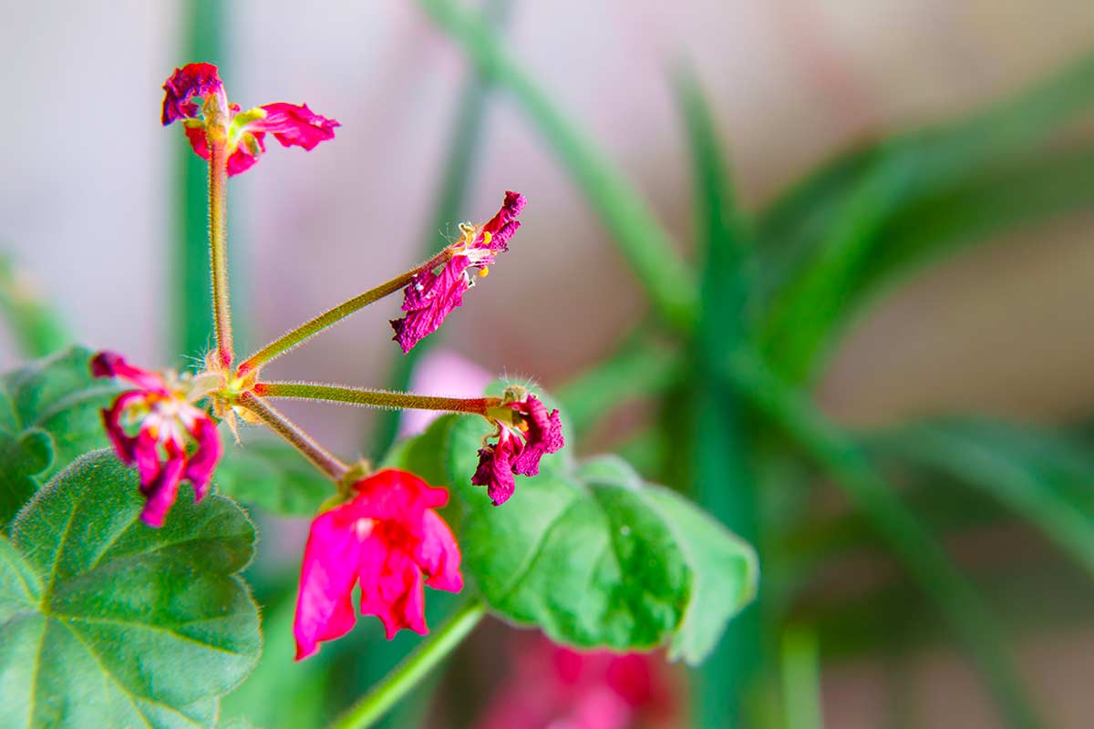 Geranio con fiori secchi e foglie verdi dopo il gelo invernale.