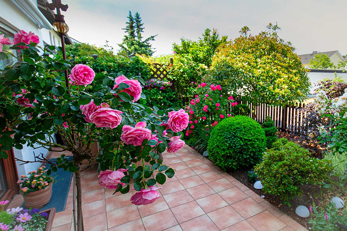 Giardino fiorito con rose rosa in vaso, foto di © zabanski, stock.adobe.com
