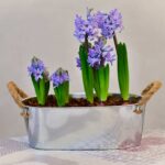 Giacinti in fiore in vaso dentro casa