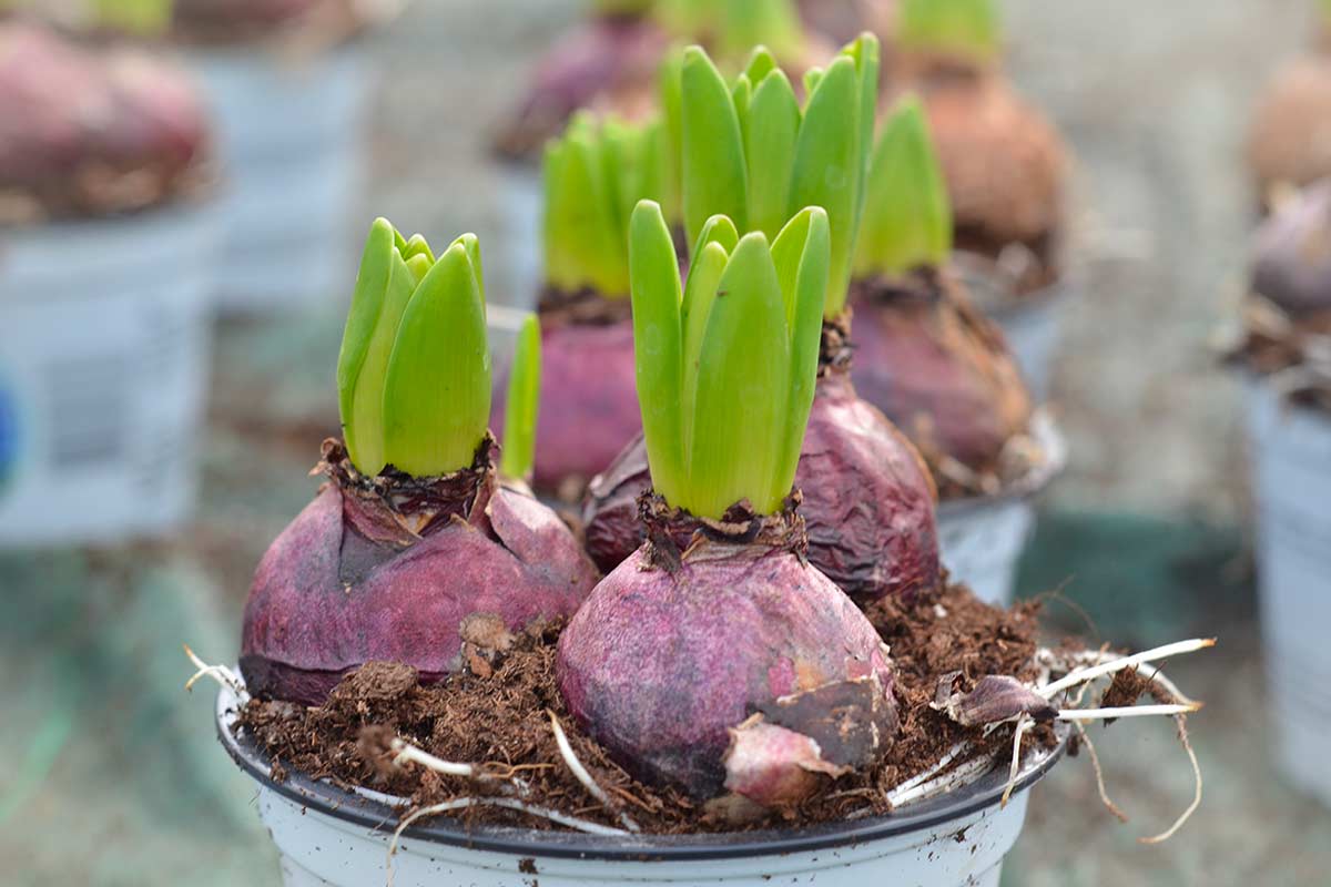 bulbi di giacinto all’esterno