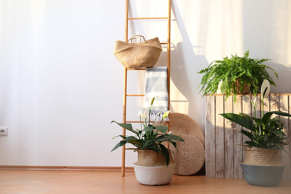 Interno luminoso con 3 piante decorative.