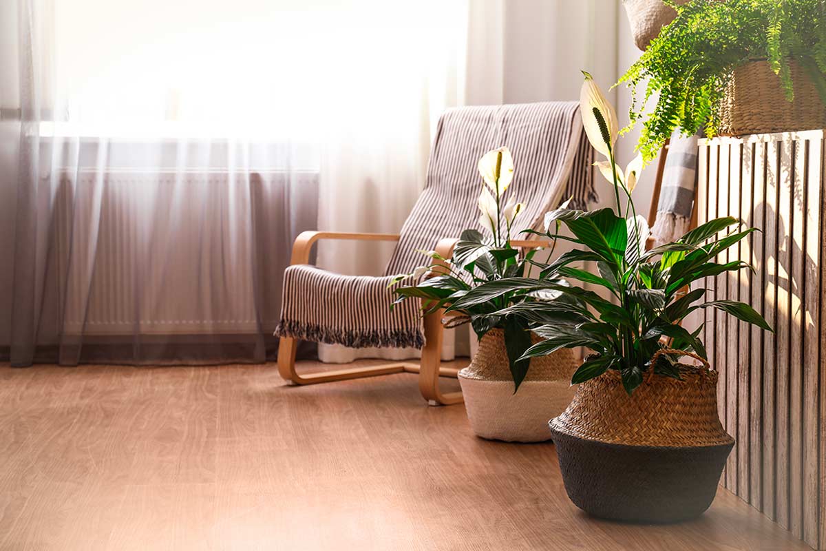 Salotto luminoso con piante verdi.