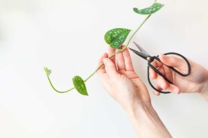 Primo piano di mani che tagliano una liana di Pothos con forbici nere su sfondo chiaro. Foto: © Artsaba Family - Stock adobe