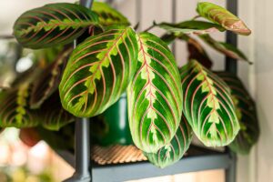 Primo piano di alcune foglie di Maranta leuconeura, caratterizzate da venature rosse ben definite su fondo verde intenso, con margini più chiari e superficie lucida. Le foglie sono disposte su una mensola in un ambiente interno luminoso, evidenziando il tipico disegno geometrico e la vitalità della pianta.