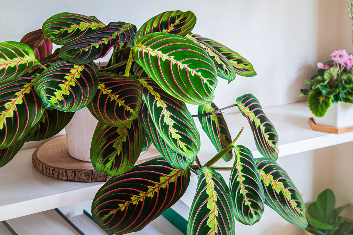 Maranta, la pianta della preghiera.